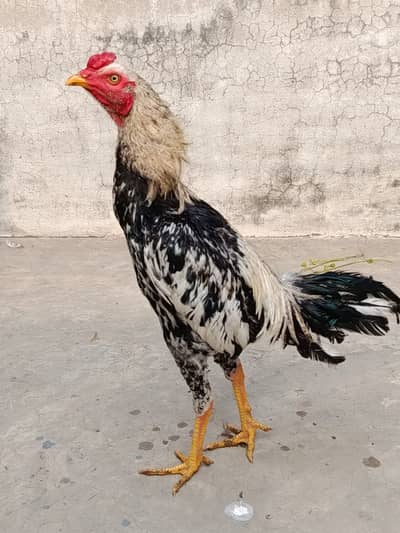 Aseel Hen | Tall, Active & Well Maintained