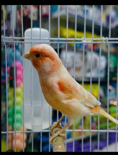 SINGING CANARY AVAILABLE(0333-7940701)