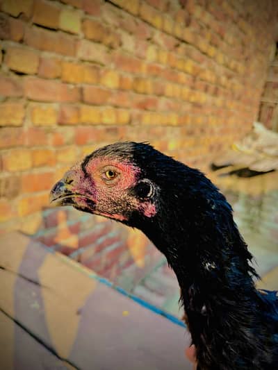 pour thaii aseel pair