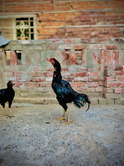 pour thaii aseel pair