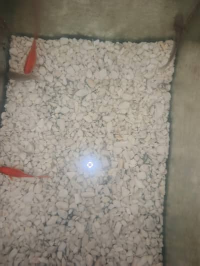 fish beautiful colour