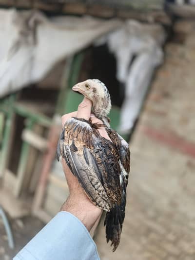 Mianwali lakha aseel