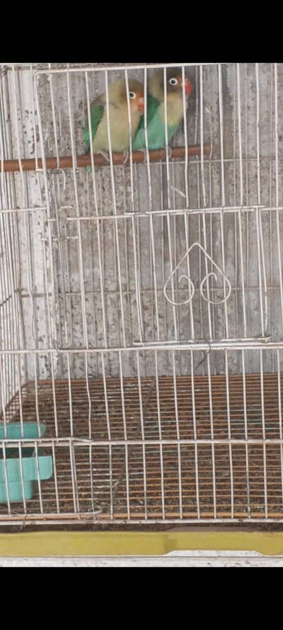 Lovebird parblue  breeder  pair for sale