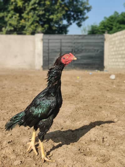 high quality muskha breeder available