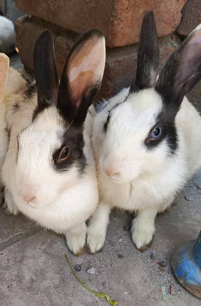 For Sale: Active & Healthy Dutch Rabbits 