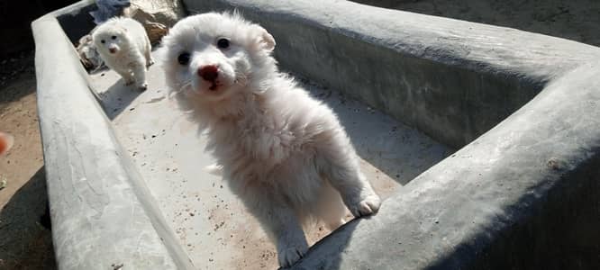 Japanese Spitz dog pair available