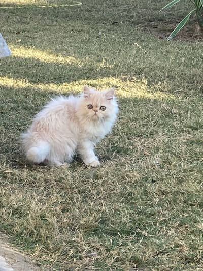 Persian cat male
