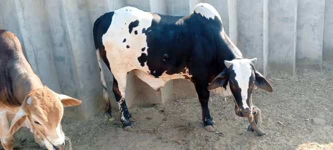 Healthy Bull for Sale in Khanpur // Strong & active Wachy