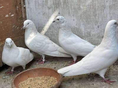 Patti walay kabootar (Pigeon)
