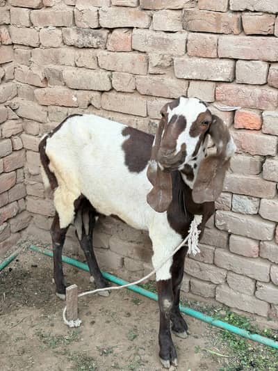 Sahiwal cross gaban bakri