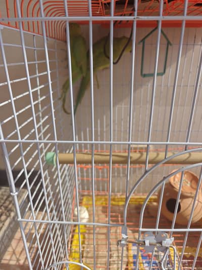 parrot pair for sale