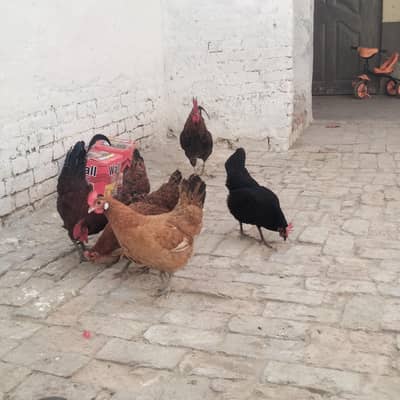 golden mesri hen available in responsible price