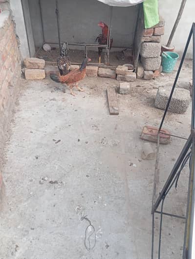 tow young female for sale