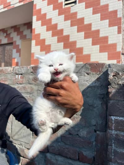 parshin cat age 32 days