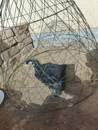 Black heavy buff Female