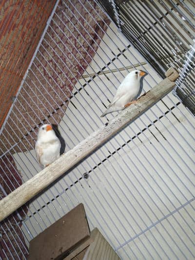 White Zebra Finches For Sale