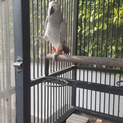 Grey African Parrot