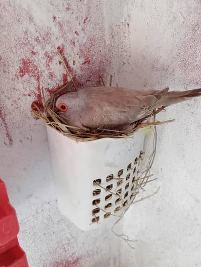 love birds, cocktail, china dove, execution