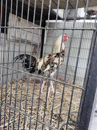 3 Aseel Murgay For Sale