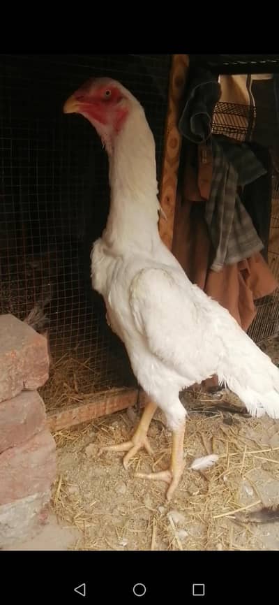 White Shamo quality Female