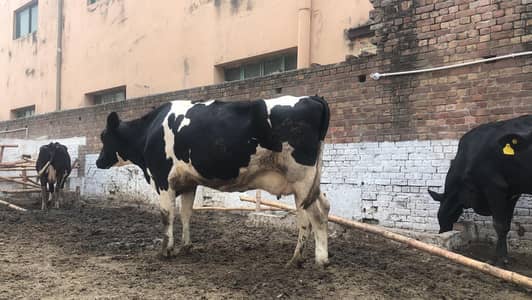 THREE COWS FOR SALE