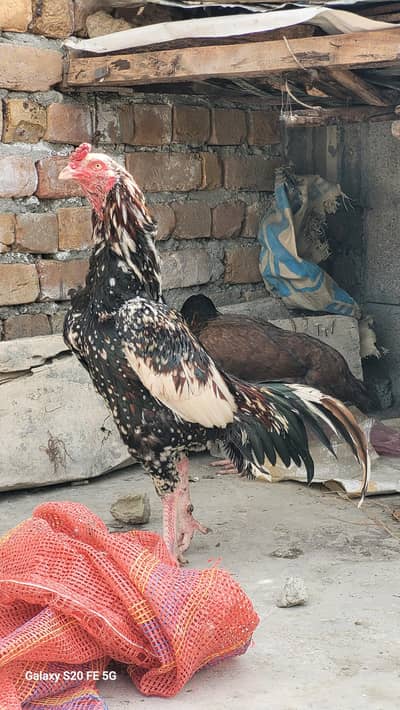 doctor aseel cheeena