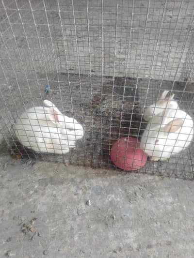i am selling rabbit male female watts 324 5483169only