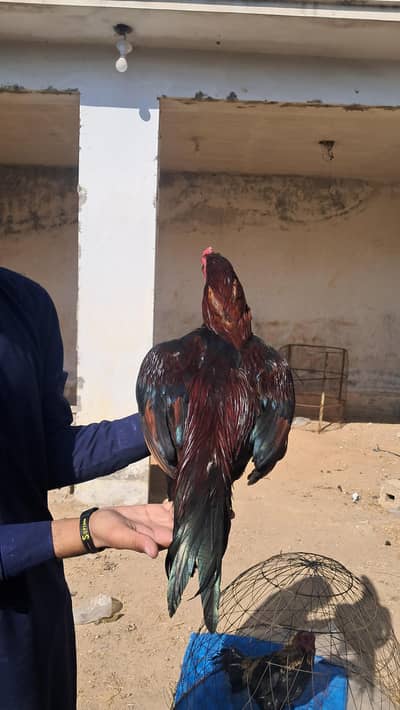 cross mianwali aur sindi