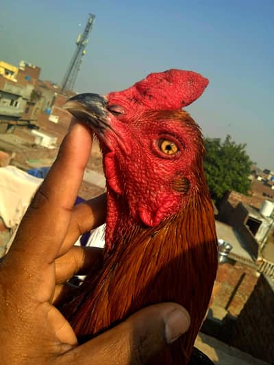 aseel thi vatnam murgha