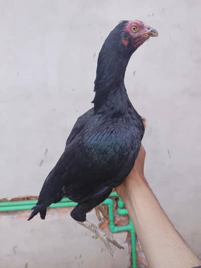 lasani cross madi age 15 to 16 month 03181580338