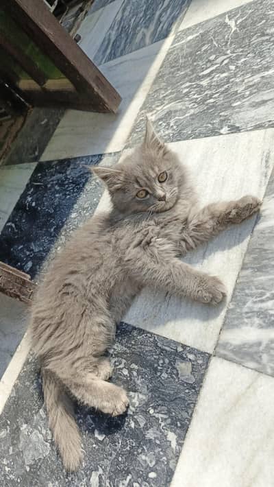 Gary Persian kid looking for a new shelter. .