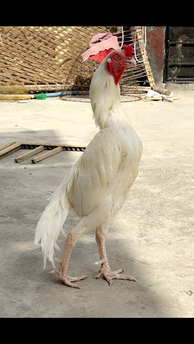 Paper white heera murga