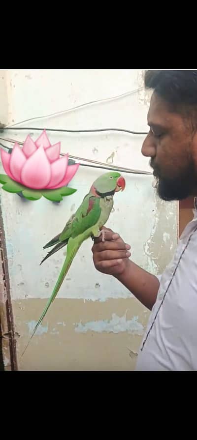 parrot