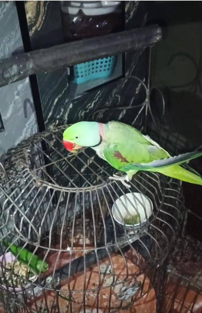 parrot 1