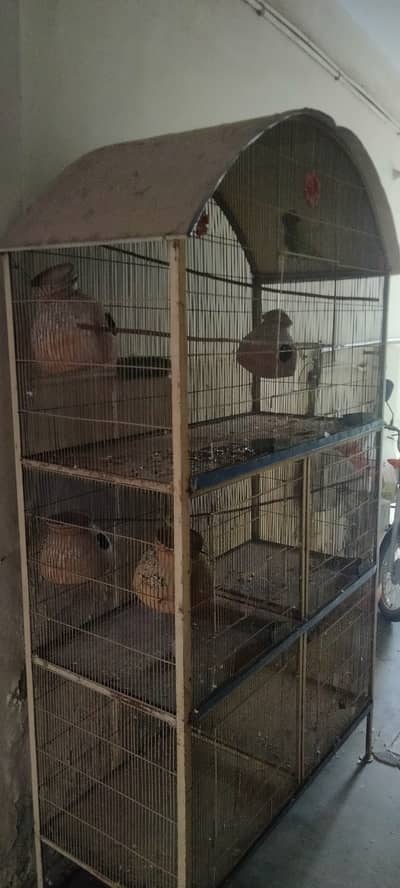 Green parrot with cage for sale