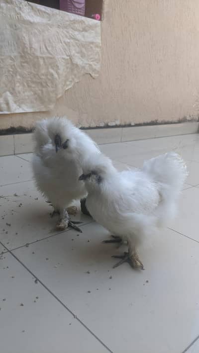 Silkie Hens pair egg laying 1.5 year