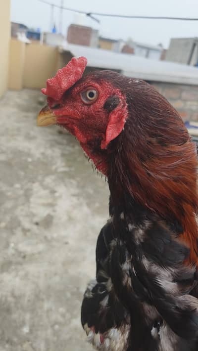 Aseel. male. murgha. breader. hen