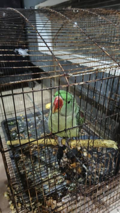 RAW HAND TEAMED PARROT FOR SALE