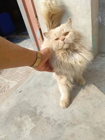 Persian cate male for sale