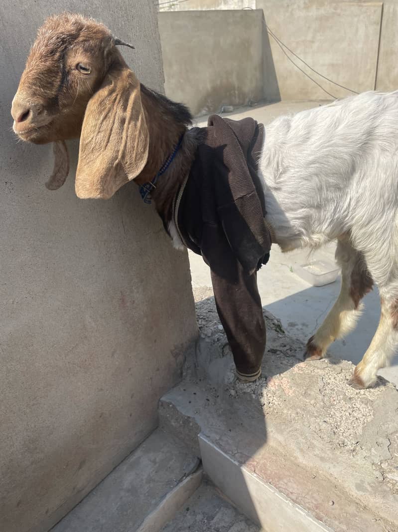 Bakra 1