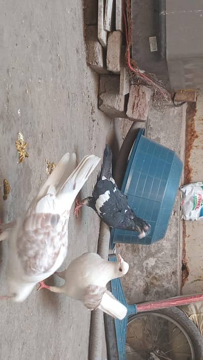 2 white pair and 1 blacke female