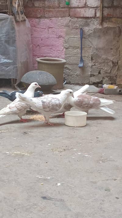 2 white pair and 1 blacke female