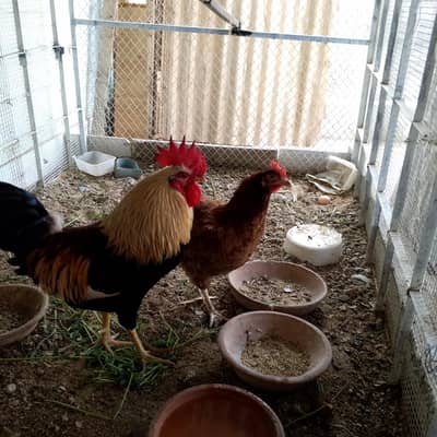 murgha murgi pair Finch Pair Jawa pair and  love bird pair and pinjray