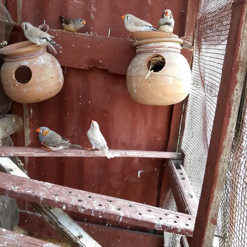 Finch Pair Jawa pair and   pinjray