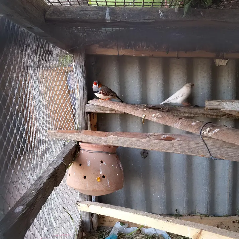 Finch Pair Jawa pair and   pinjray — photo 2