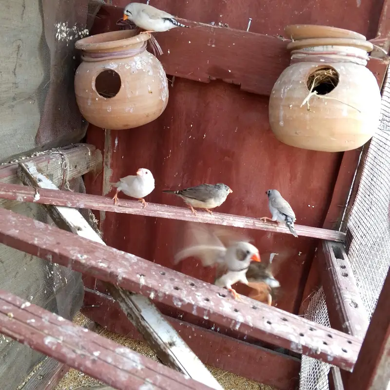 Finch Pair Jawa pair and   pinjray — photo 4