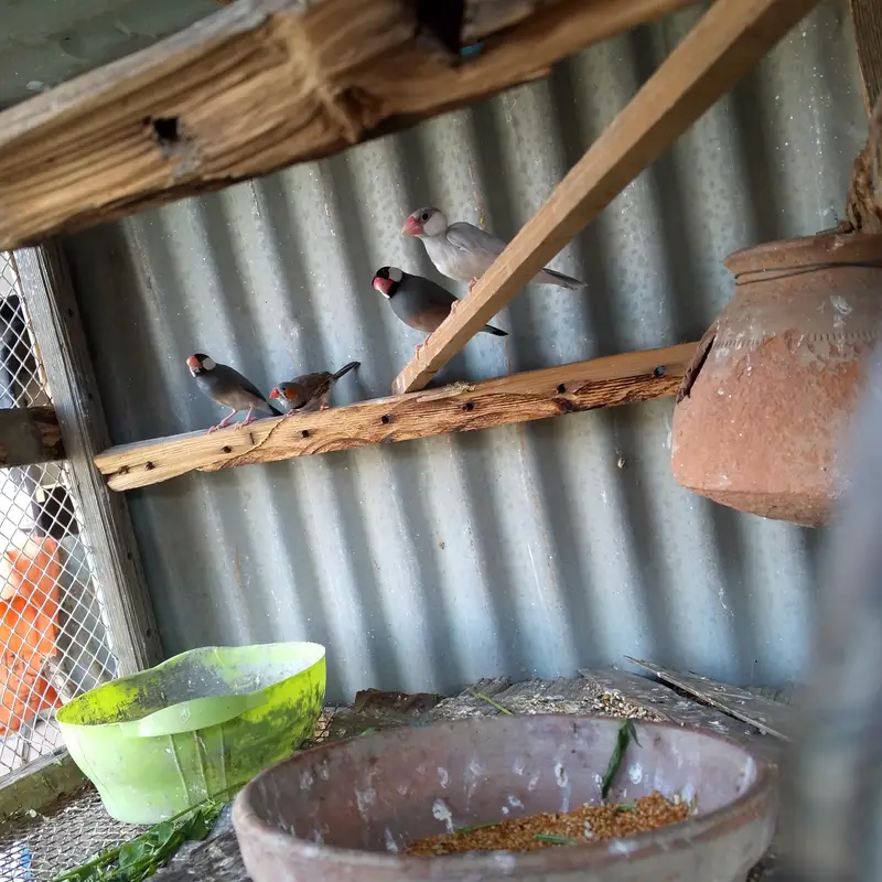 Finch Pair Jawa pair and   pinjray — photo 5