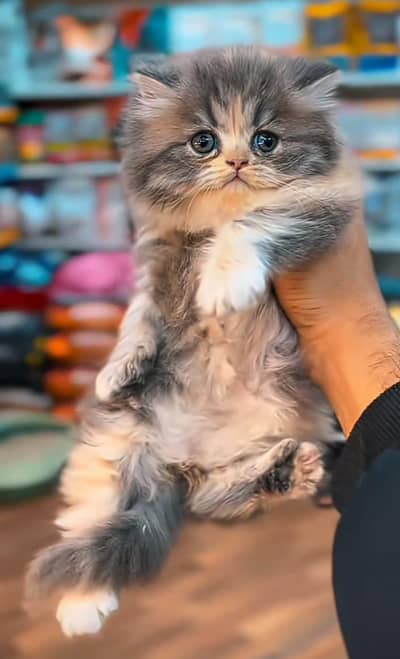 Cat| kitty| Persian| kittens| low Price OƷ4O58786୨7 ⁠ωät$p π kro