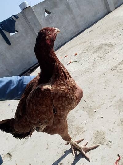 دیسی مرغی ہے اور اس کے پاس 12 بچے ہیں