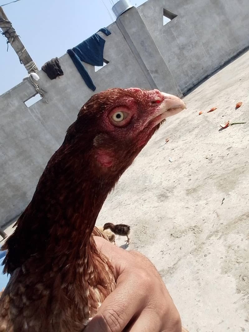 دیسی مرغی ہے اور اس کے پاس 12 بچے ہیں 1
